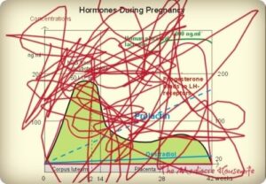 Hormonal Changes